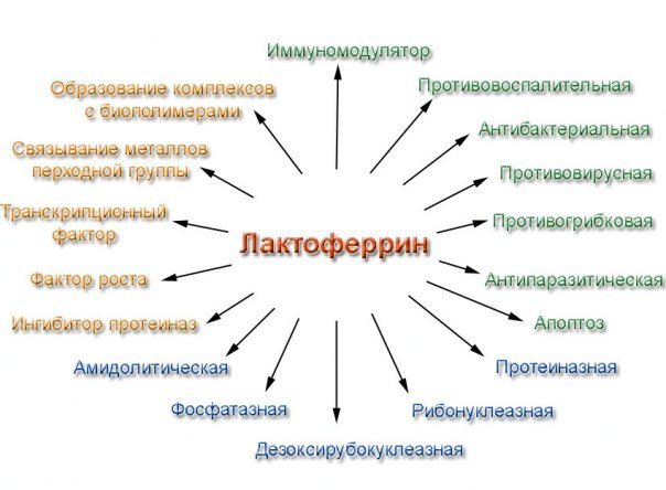 laktoferrin